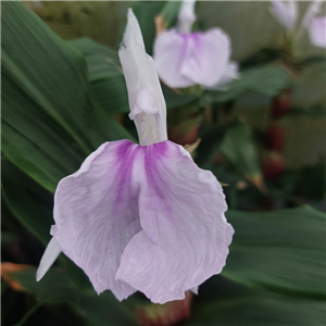 Roscoea Purpurea Hwjk2020